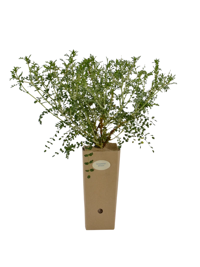 Sarcopoterium spinosum