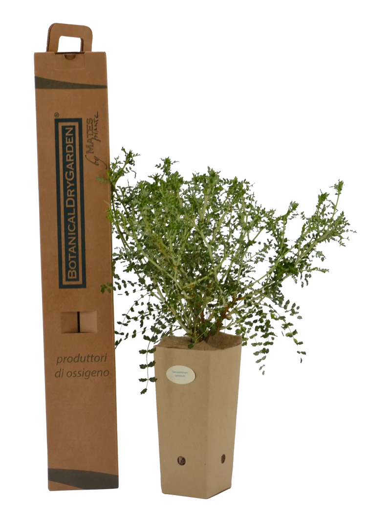 Sarcopoterium spinosum