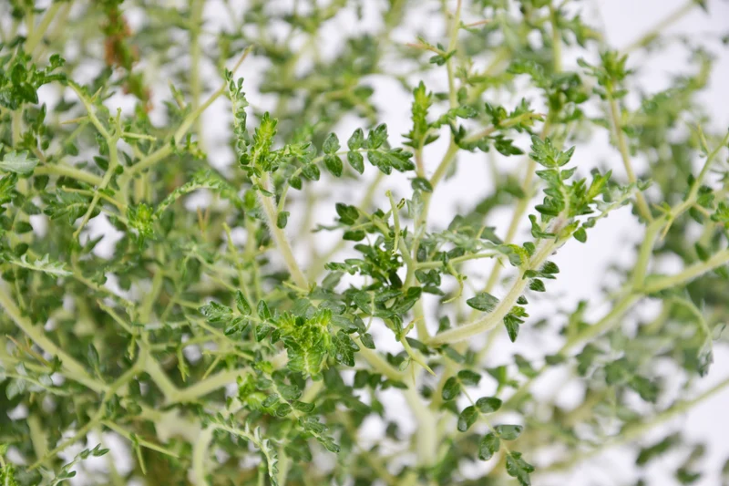 Sarcopoterium spinosum