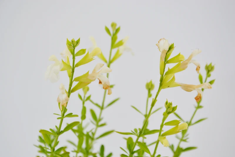 Salvia greggii 'Alba'