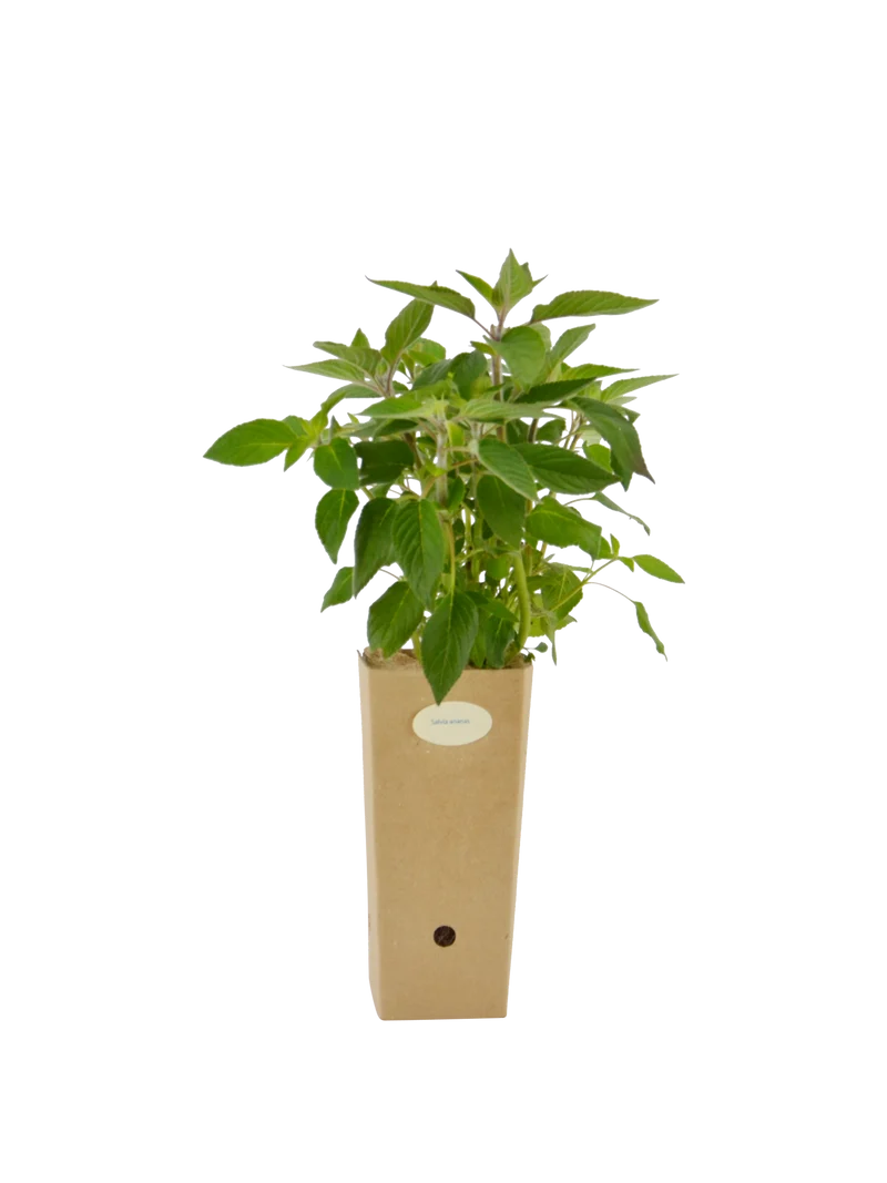Salvia ananas (Salvia elegans)