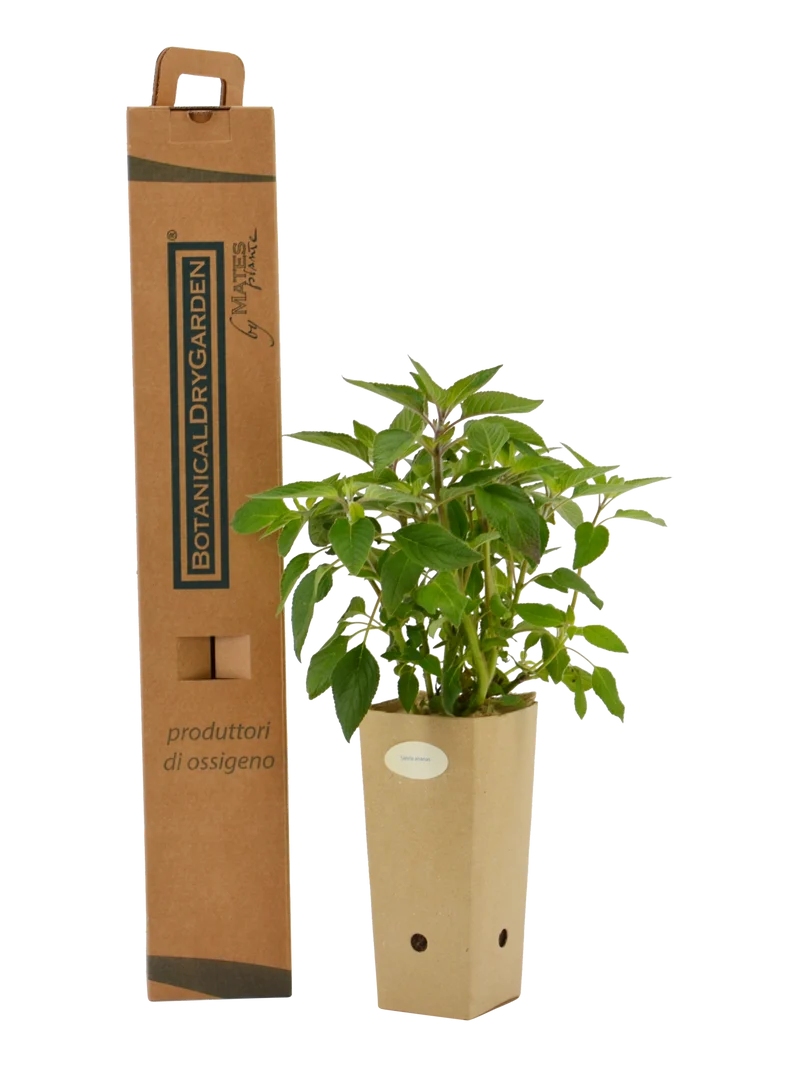 Salvia ananas (Salvia elegans)