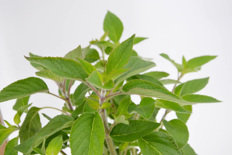 Salvia ananas (Salvia elegans)