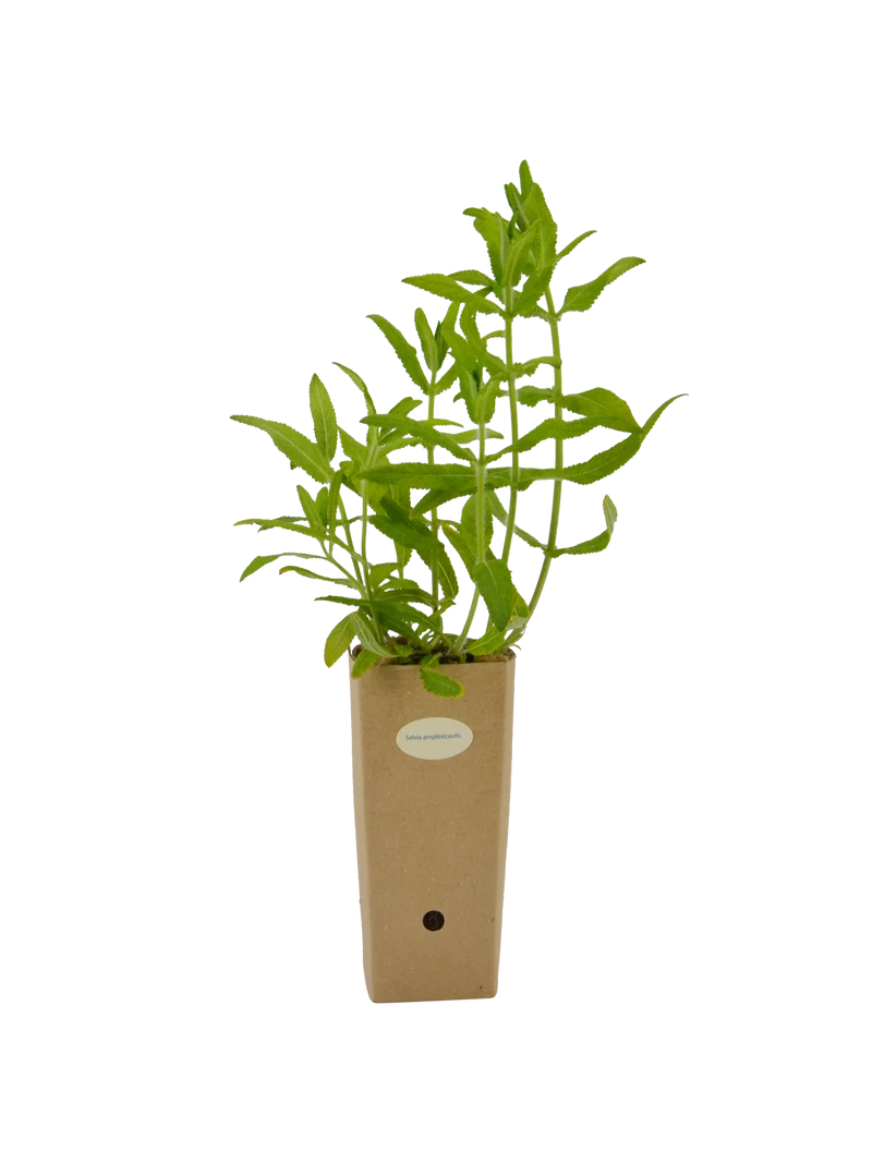 Salvia amplexicaulis