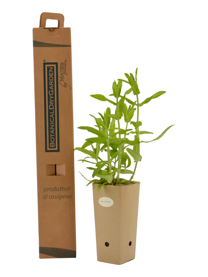 Salvia amplexicaulis