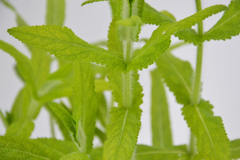 Salvia amplexicaulis