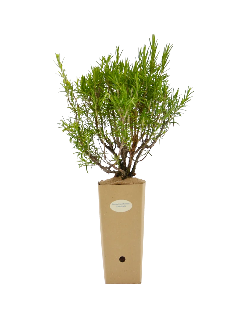 Rosmarinus officinalis 'Pyramidalis'