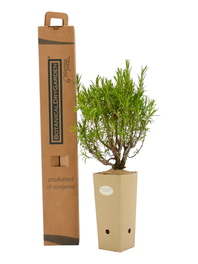Rosmarinus officinalis 'Pyramidalis'