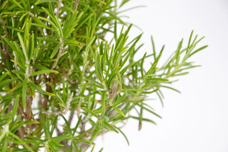 Rosmarinus officinalis 'Pyramidalis'