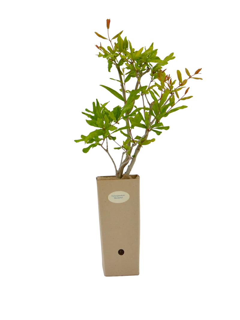 Punica granatum 'Wonderful'