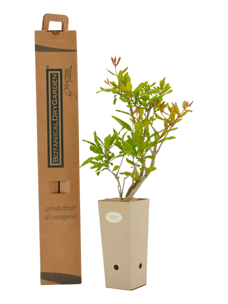 Punica granatum 'Wonderful'