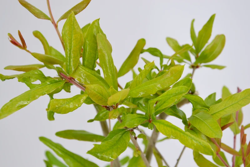 Punica granatum 'Wonderful'