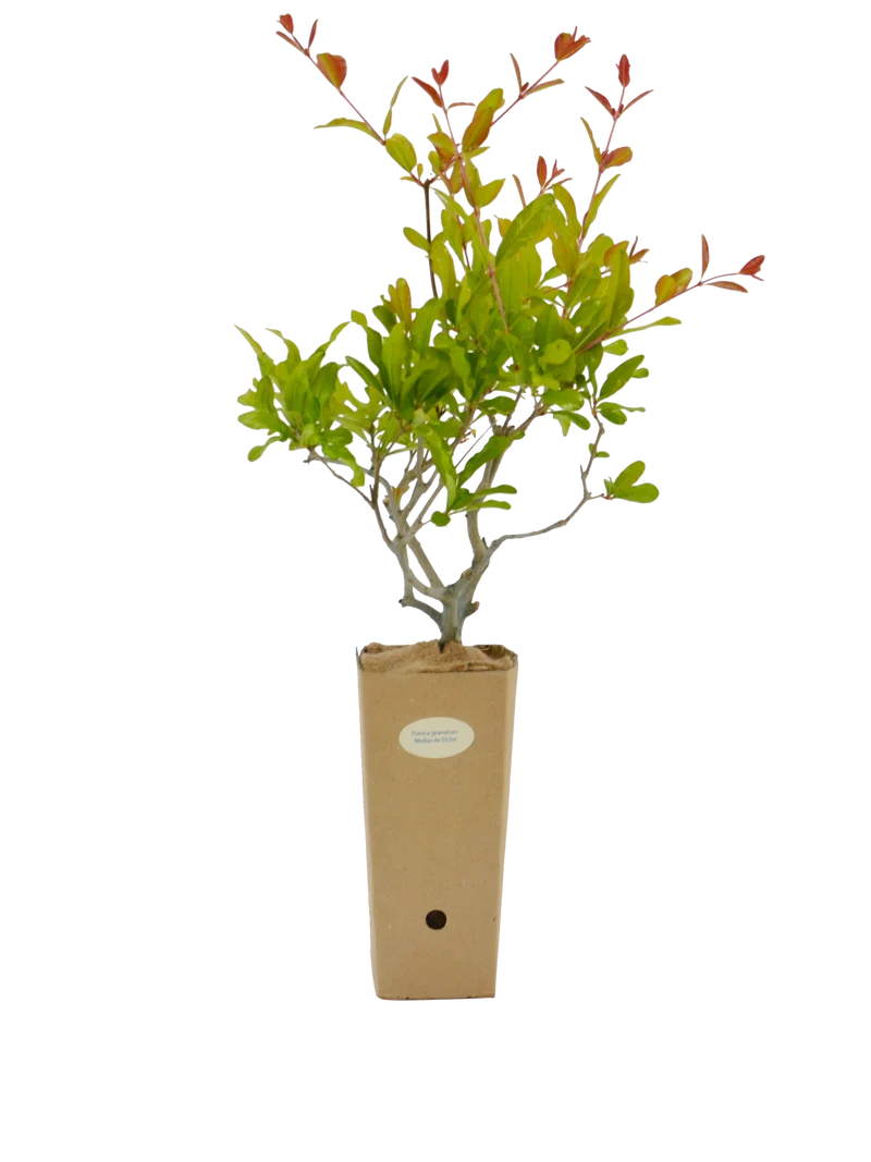Punica granatum 'Mollar de Elche'