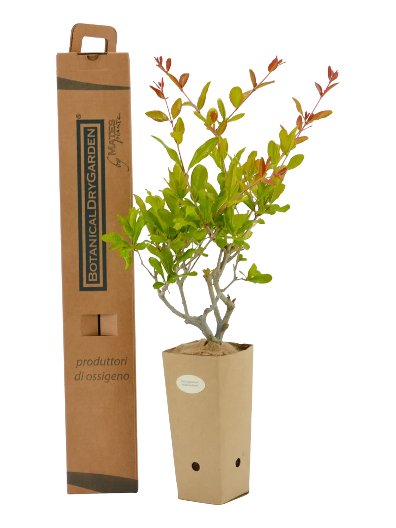 Punica granatum 'Mollar de Elche'