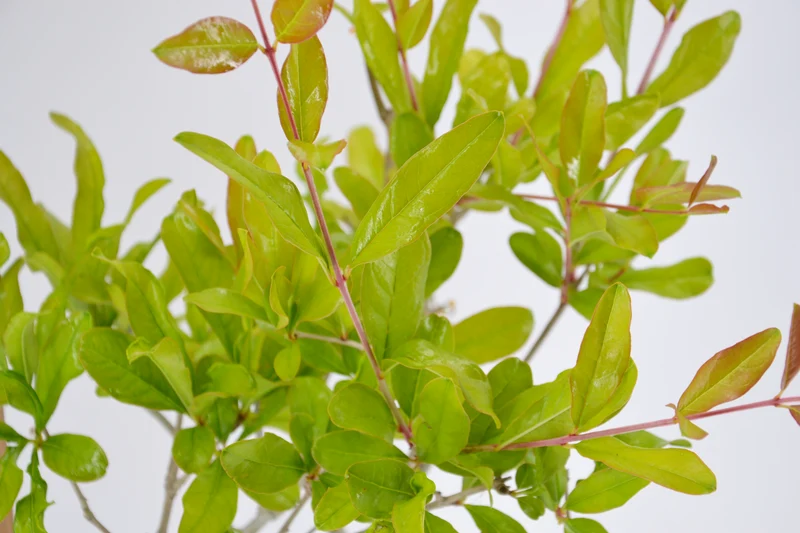 Punica granatum 'Mollar de Elche'