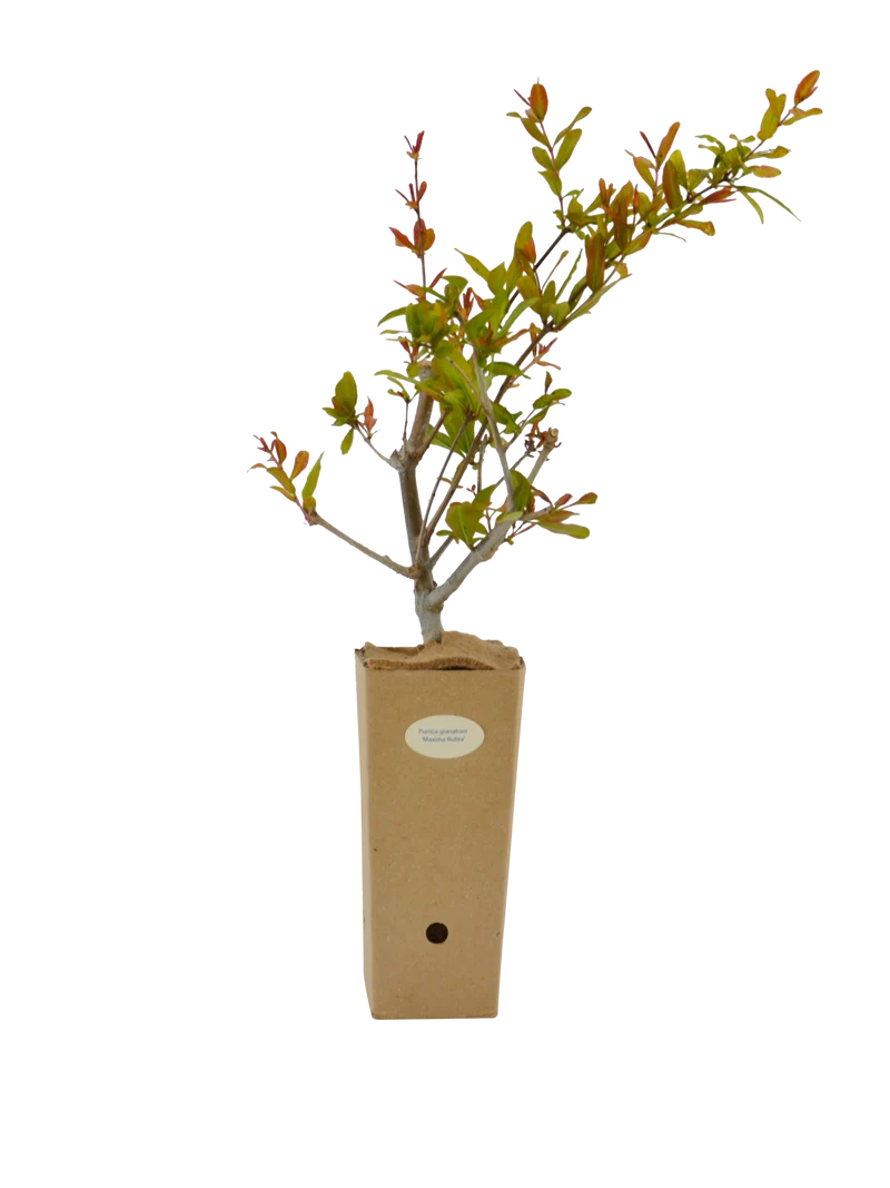 Punica granatum 'Maxima Rubra'