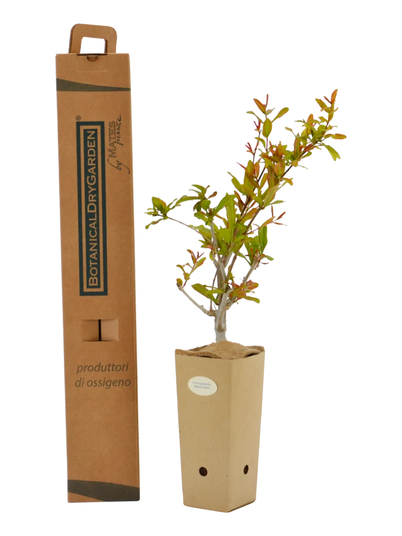 Punica granatum 'Maxima Rubra'