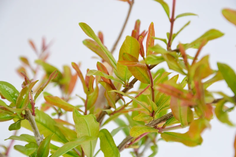 Punica granatum 'Maxima Rubra'
