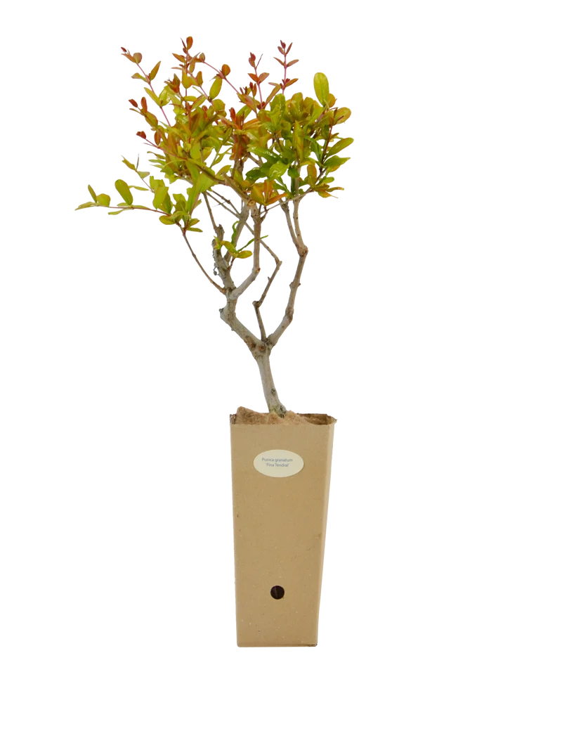 Punica granatum 'Fina Tendral'
