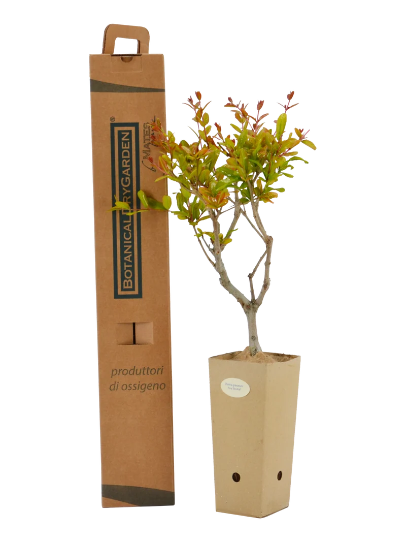 Punica granatum 'Fina Tendral'
