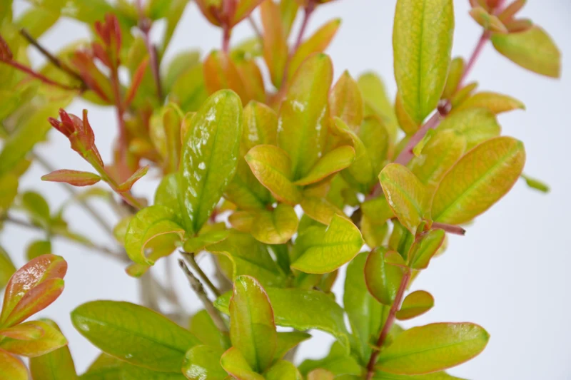 Punica granatum 'Fina Tendral'