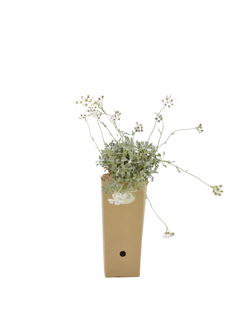 Achillea umbellata