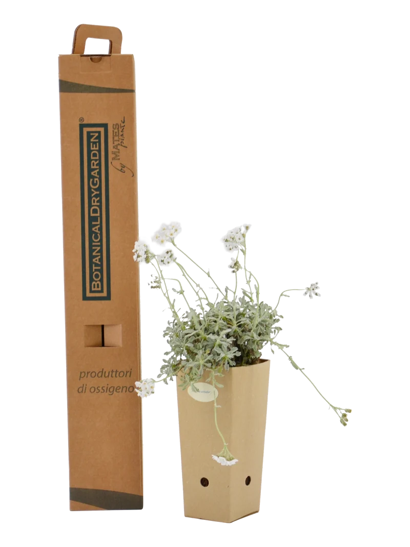 Achillea umbellata