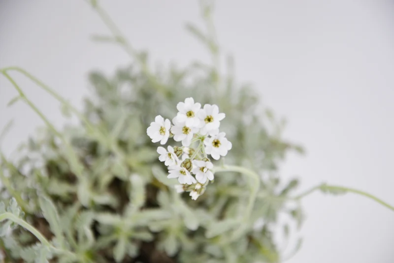 Achillea umbellata
