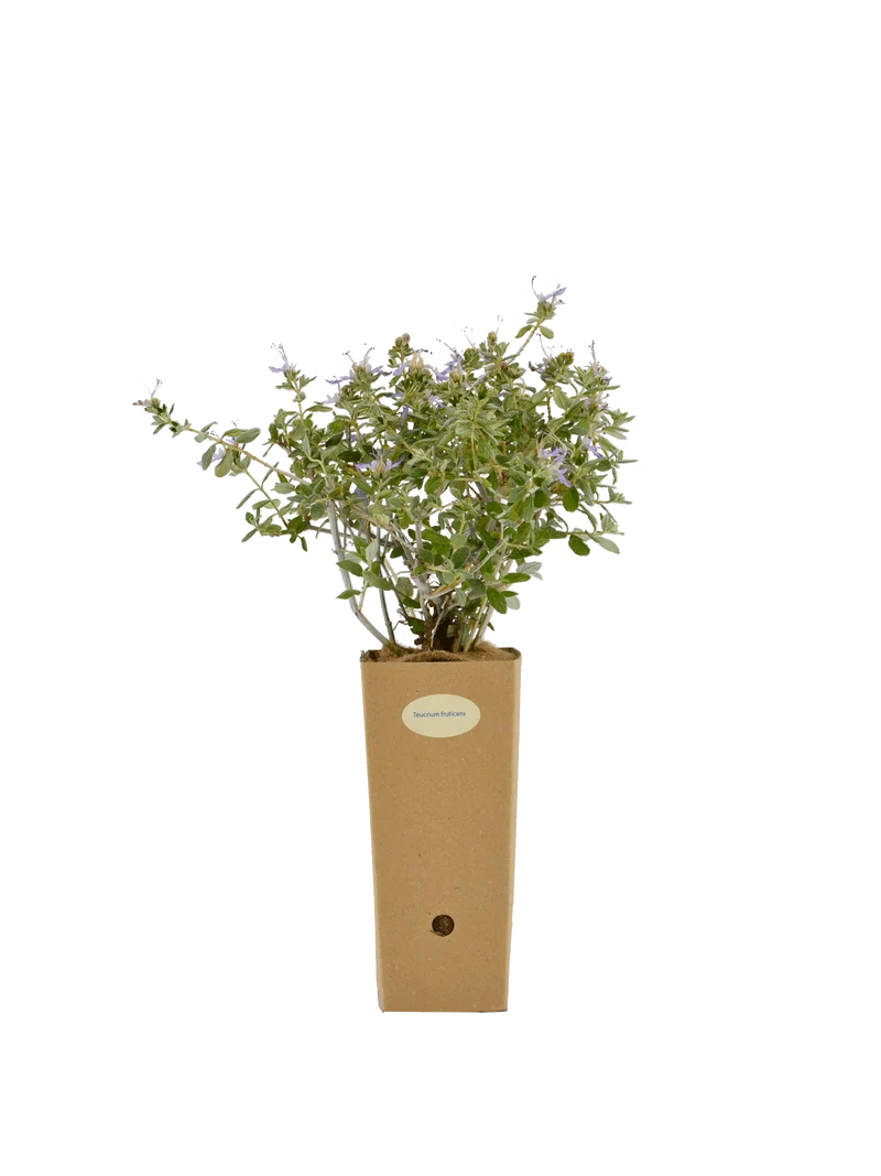 Teucrium fruticans