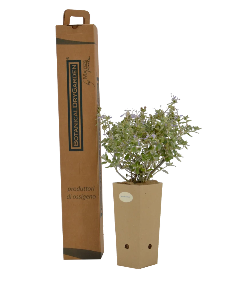 Teucrium fruticans