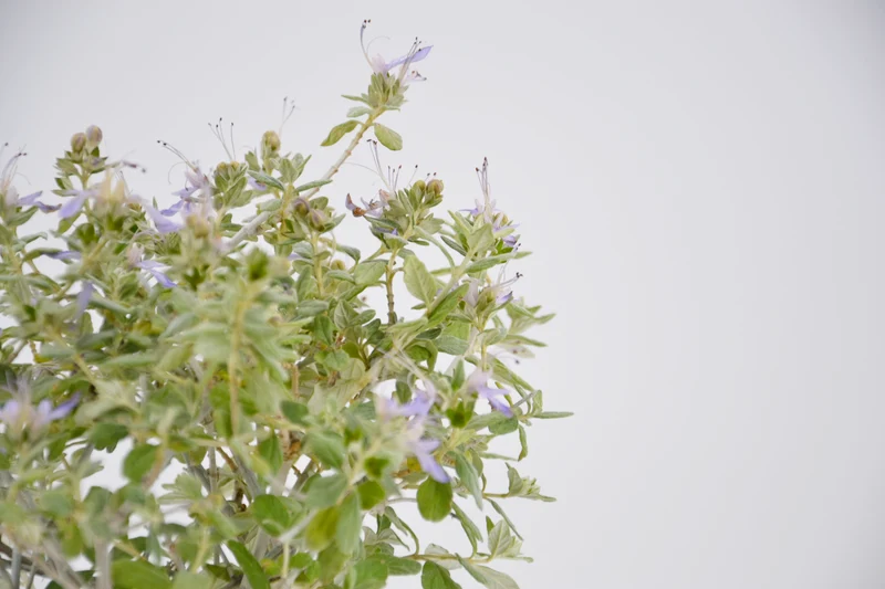 Teucrium fruticans