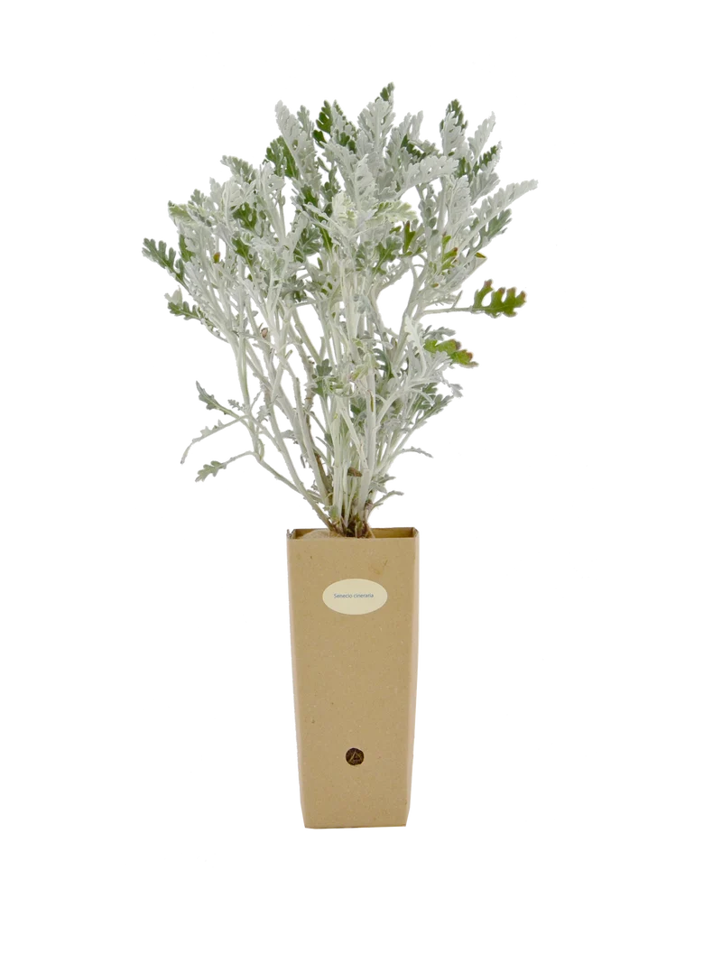 Senecio cineraria