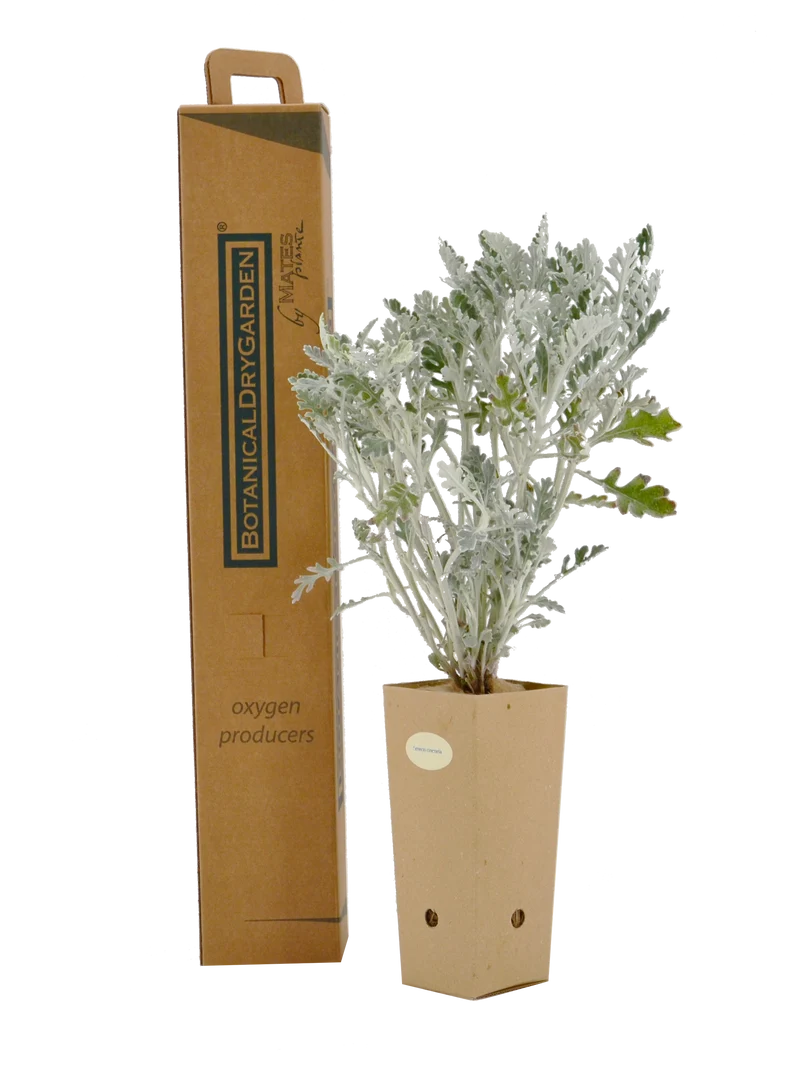 Senecio cineraria