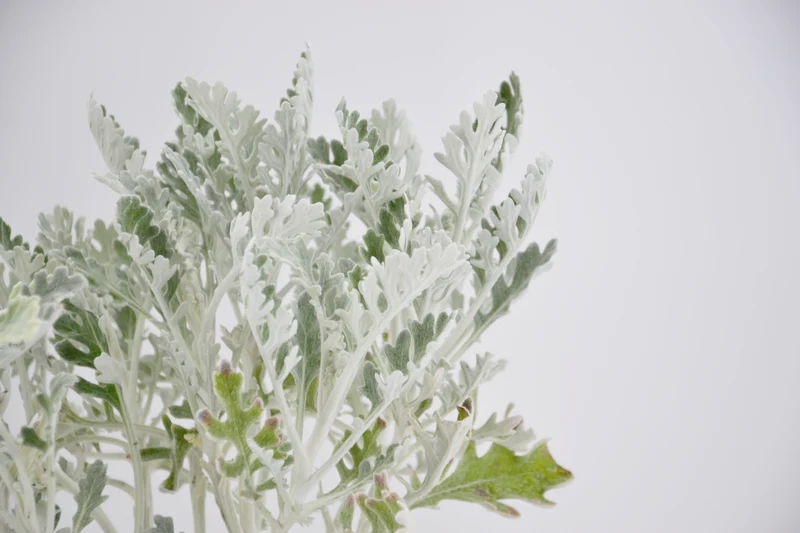 Senecio cineraria