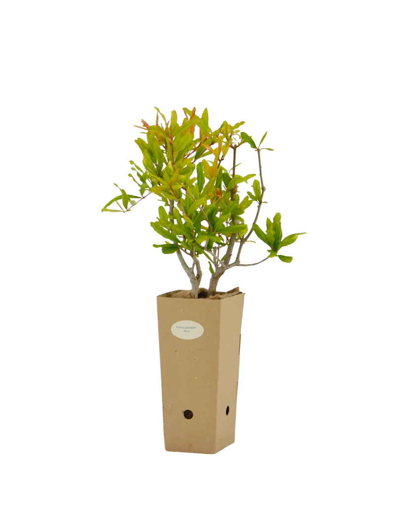 Punica granatum 'Acco'