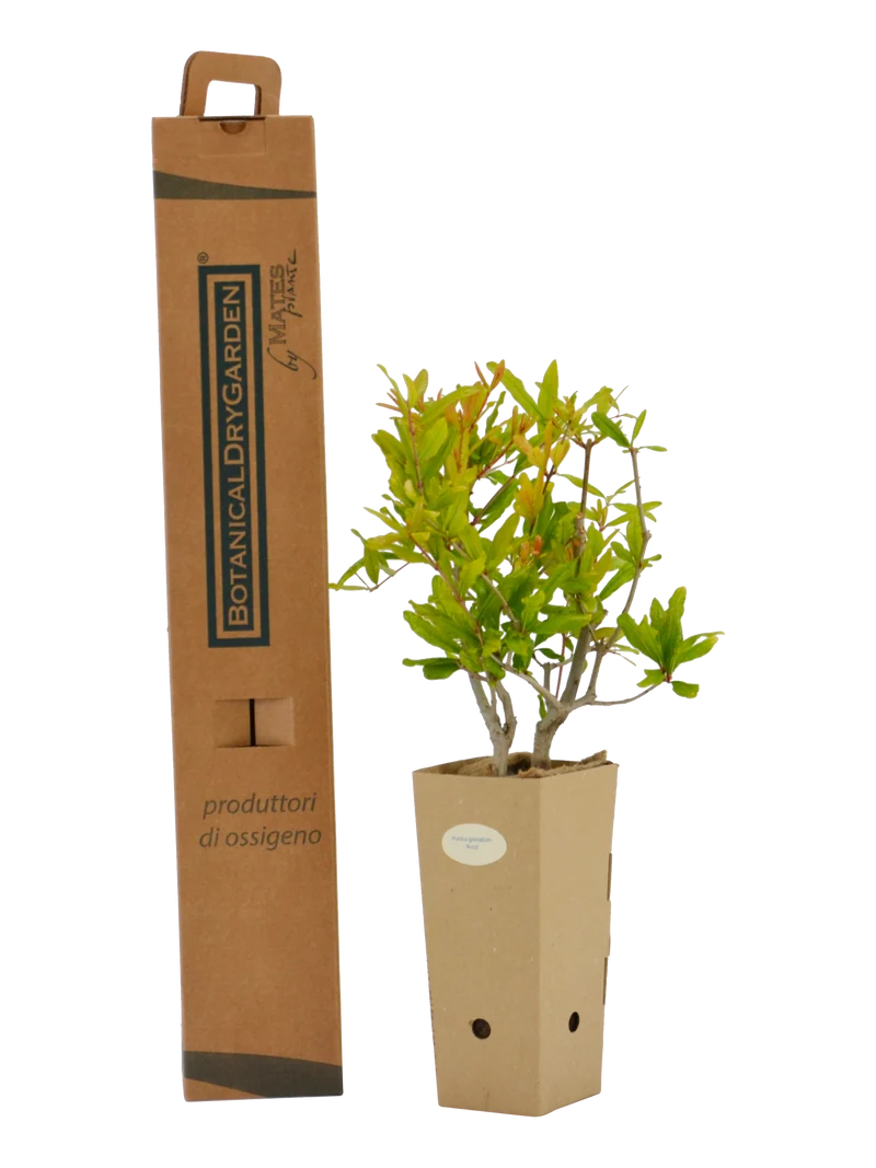 Punica granatum 'Acco'