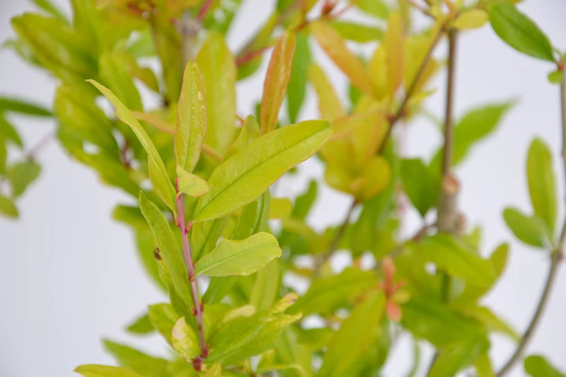 Punica granatum 'Acco'
