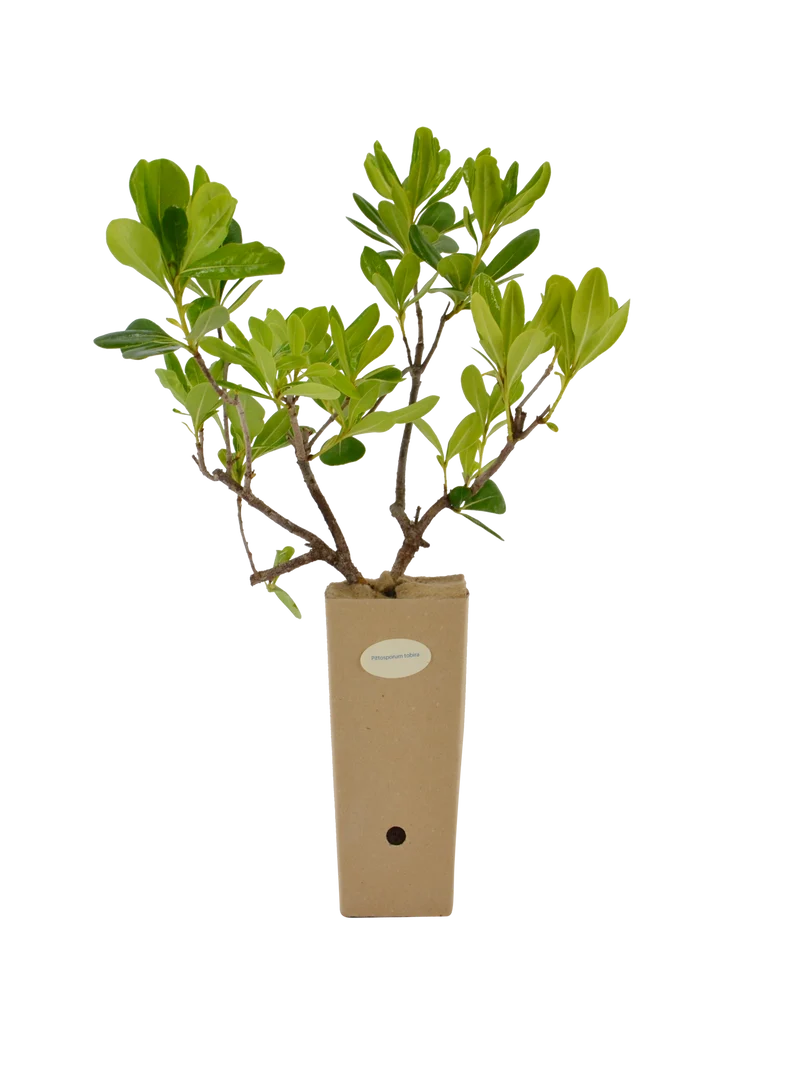 Pittosporum tobira