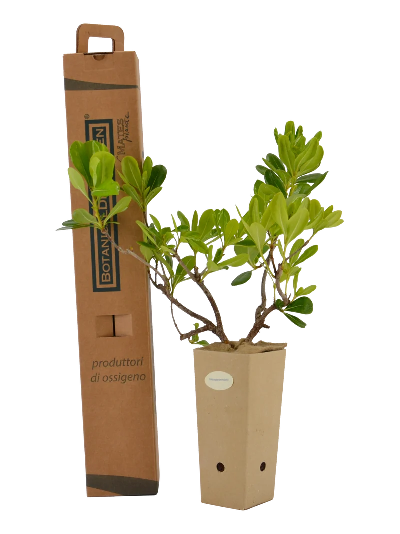 Pittosporum tobira