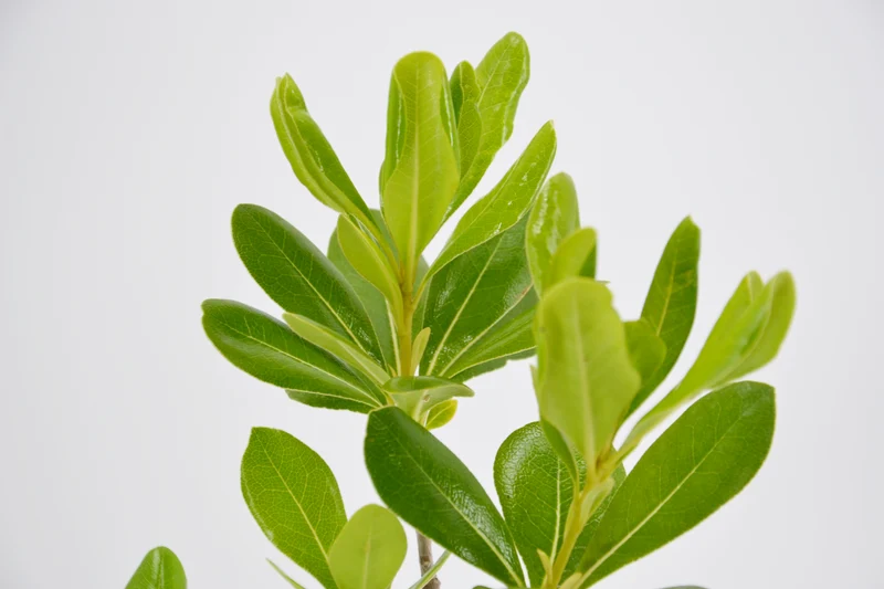 Pittosporum tobira