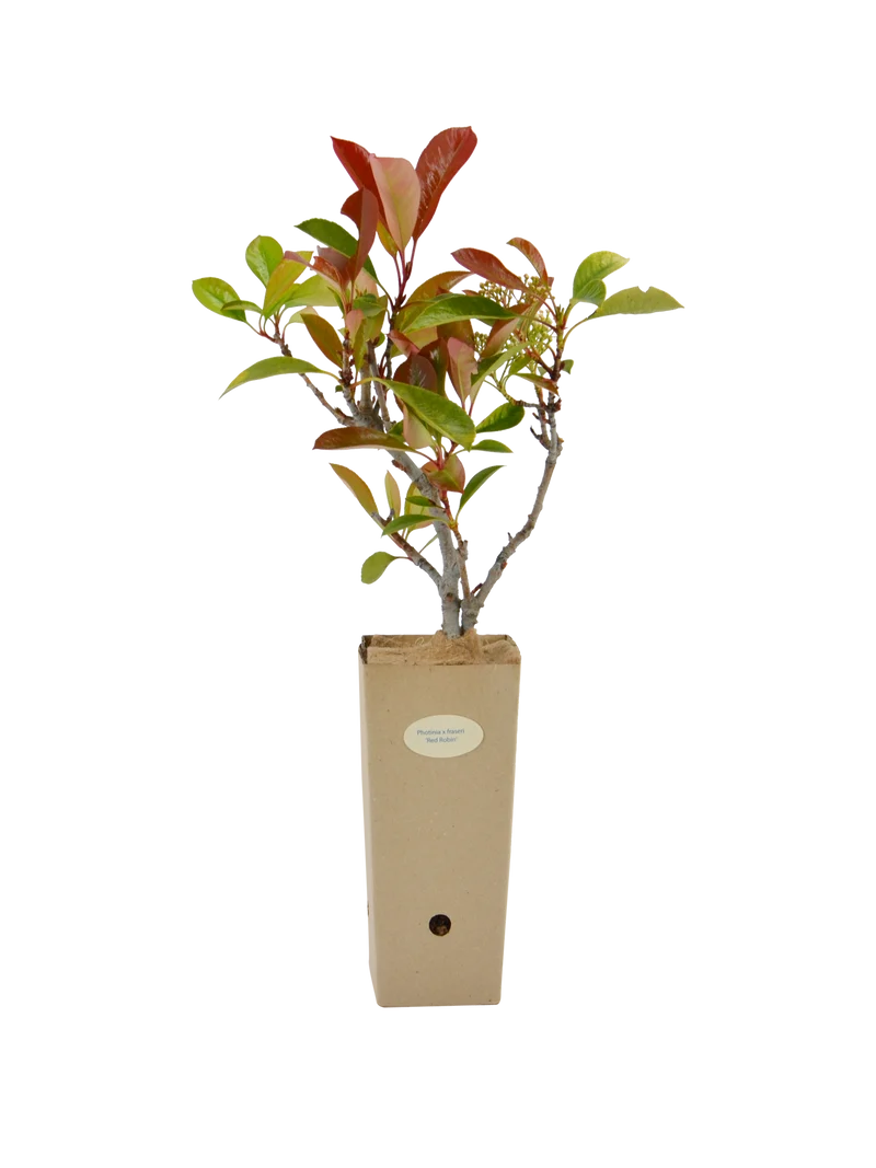Photinia x fraseri 'Red Robin'