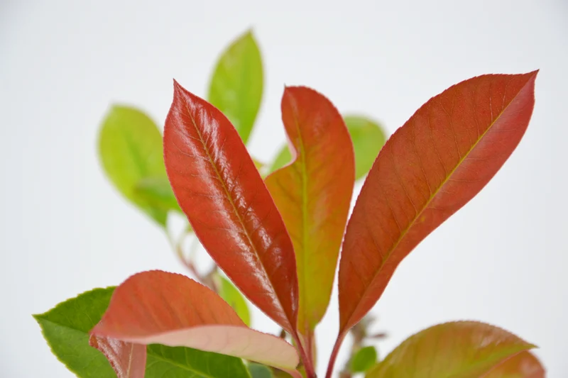 Photinia x fraseri 'Red Robin'