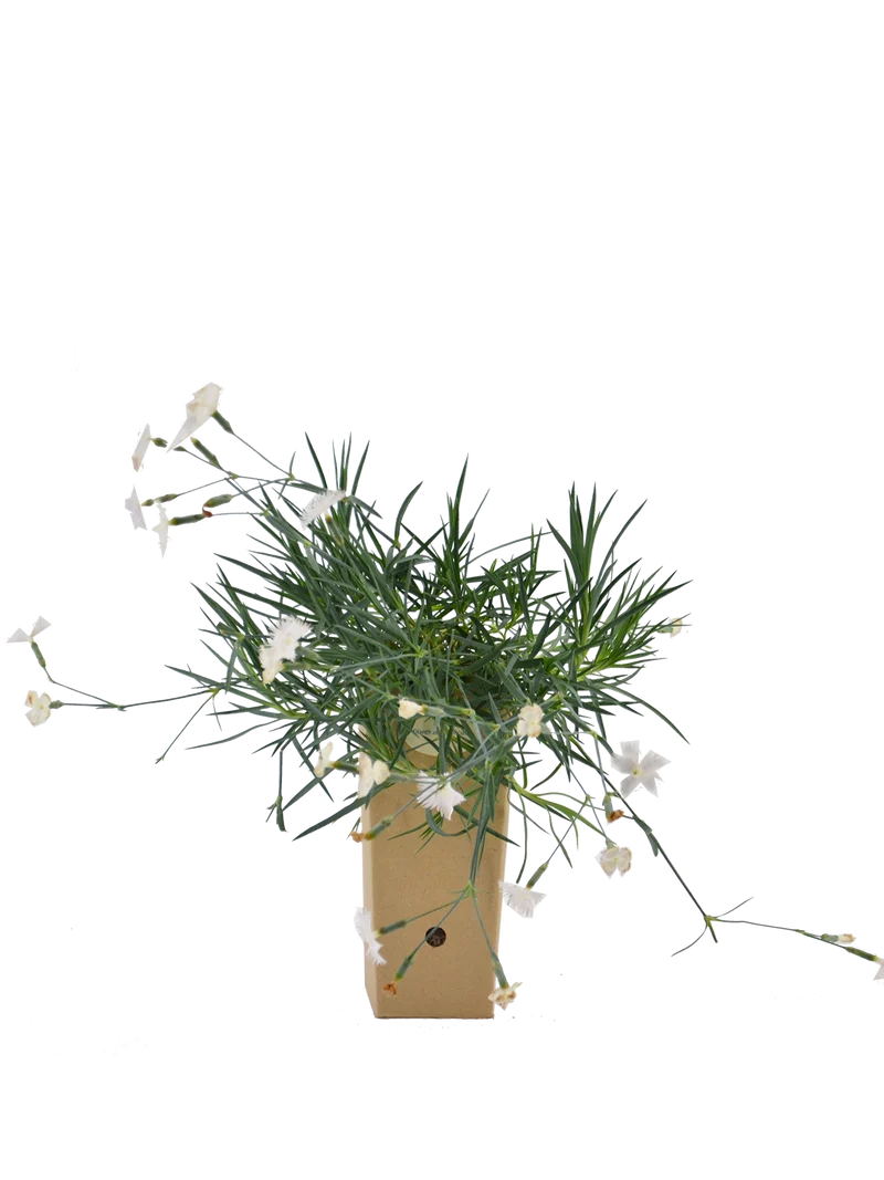 Dianthus anatolicus