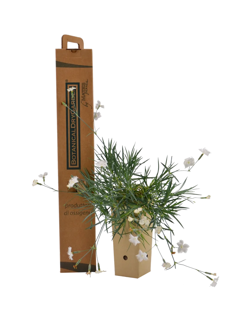 Dianthus anatolicus