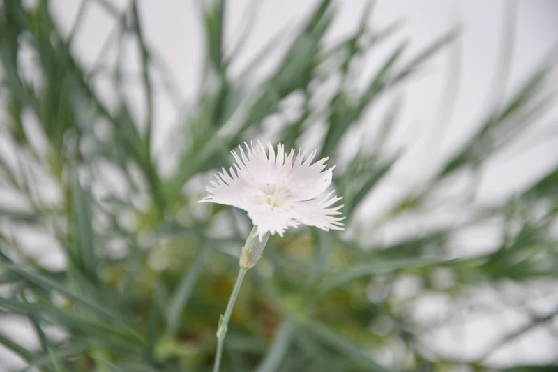 Dianthus anatolicus