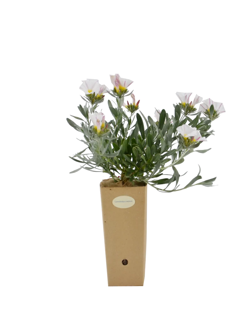 Convolvulus cneorum