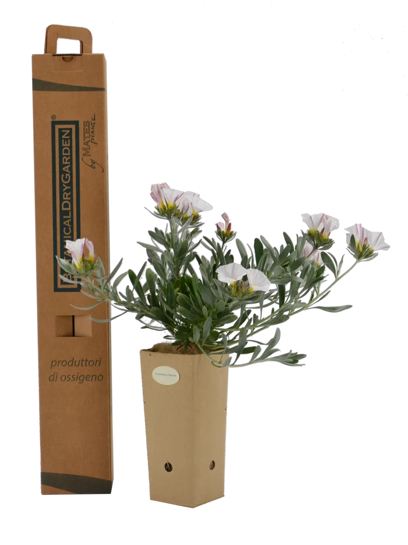 Convolvulus cneorum