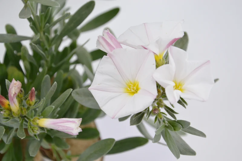 Convolvulus cneorum