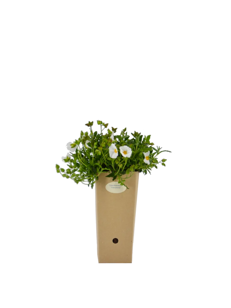 Cistus x florentinus 'Tramontane'