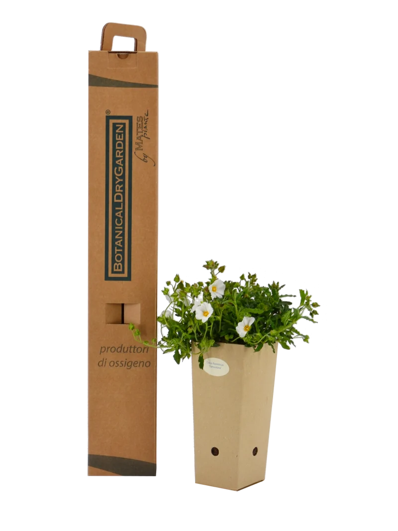 Cistus x florentinus 'Tramontane'